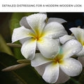 White Frangipani Flower Canvas Wall Art